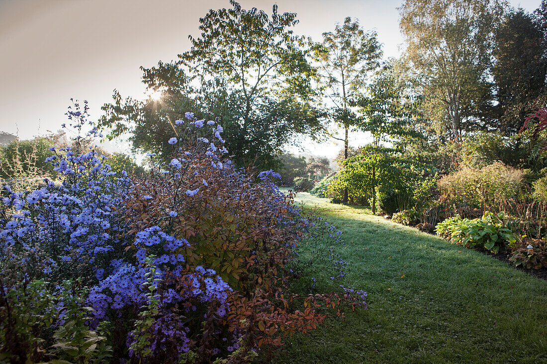 Purple asters in front of clearing with low sun slanting from behind trees and shrubs