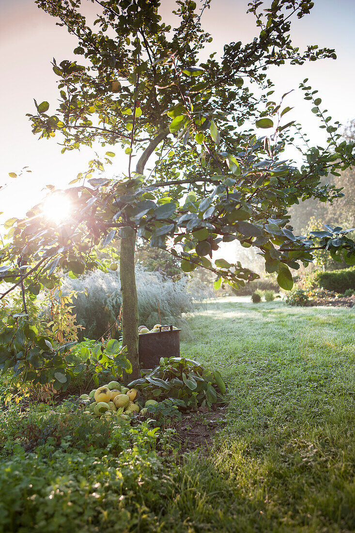 Apfelbaum und geerntete Früchte im herbstlichen Garten mit Sonnenlicht