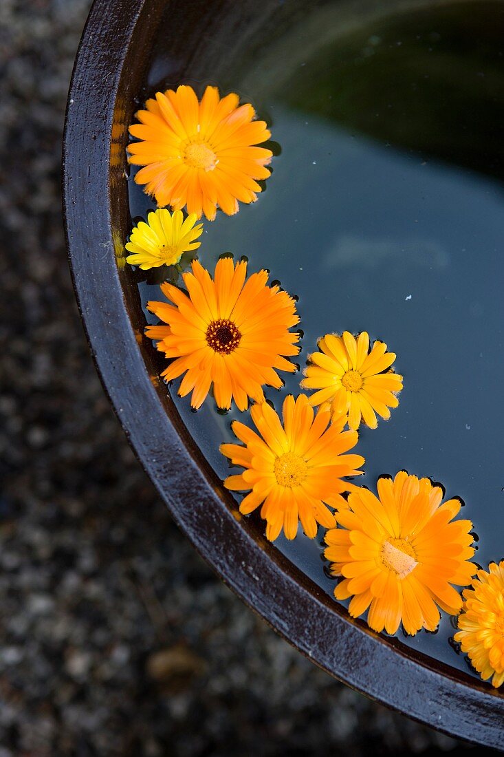 Pot marigold flowers floating in water