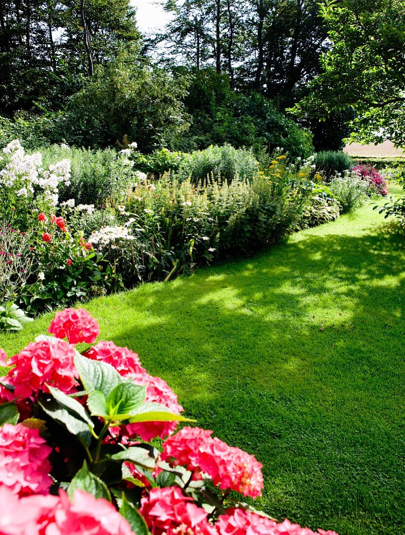 Rosa Hortensien und blühende Blumen in sommerlichem Garten mit gemähtem Rasen