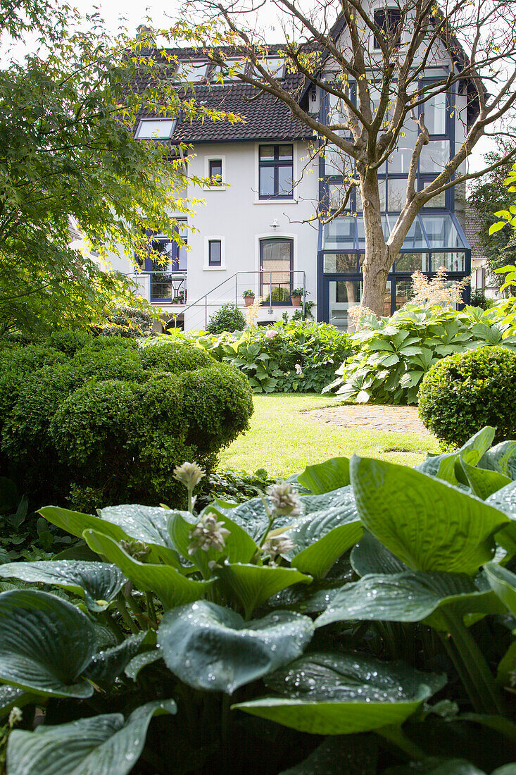 Large-leafed hosta and island beds of clipped bushes in garden with house in background