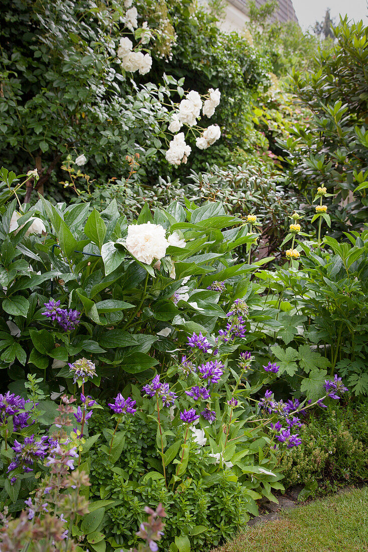 Blühender Lerchensporn, weiße Pfingstrosen und Rosenbusch im Garten