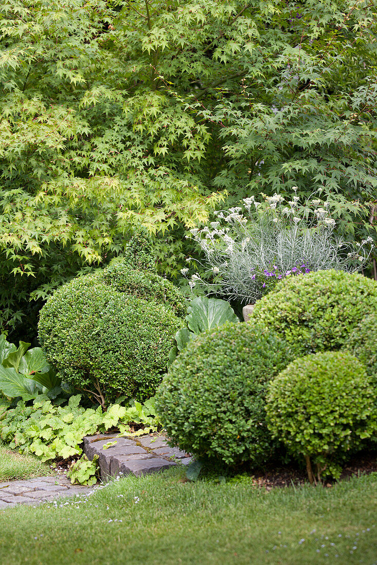 Formgeschnittene Buchsbaumkugeln am Gartenweg