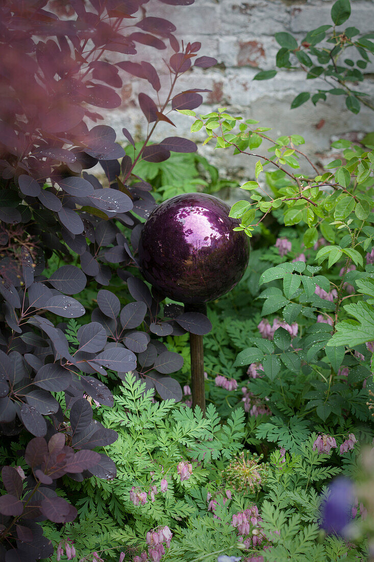 Dark purple ball amongst foliage plants and corydalis