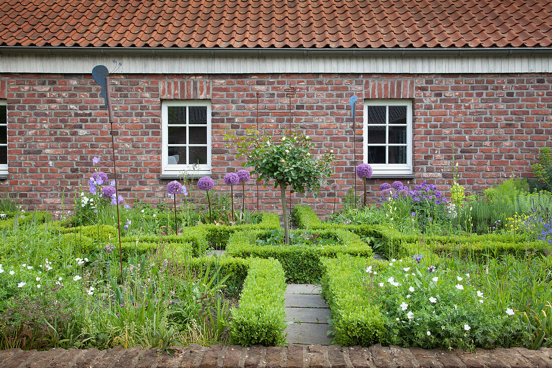 Knot garden with clipped hedges and flowering alliums outside brick farmhouse
