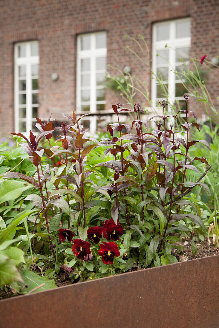 Dark red violas and dark red plant stems in raised bed with rusty metal surround