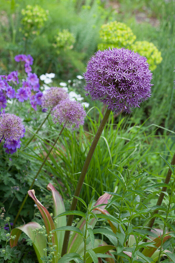 Blühender Zierlauch im Garten