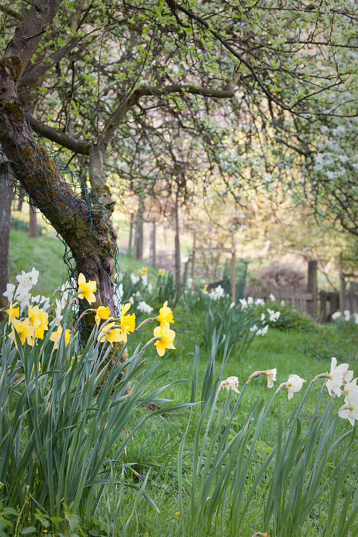 White and yellow daffodils around gnarled tree in spring garden