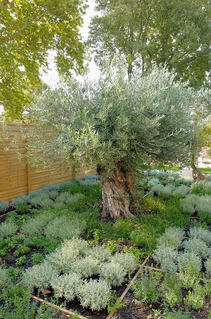 Beete mit mediterranen Kräutern um einen alten, prächtigen Olivenbaum