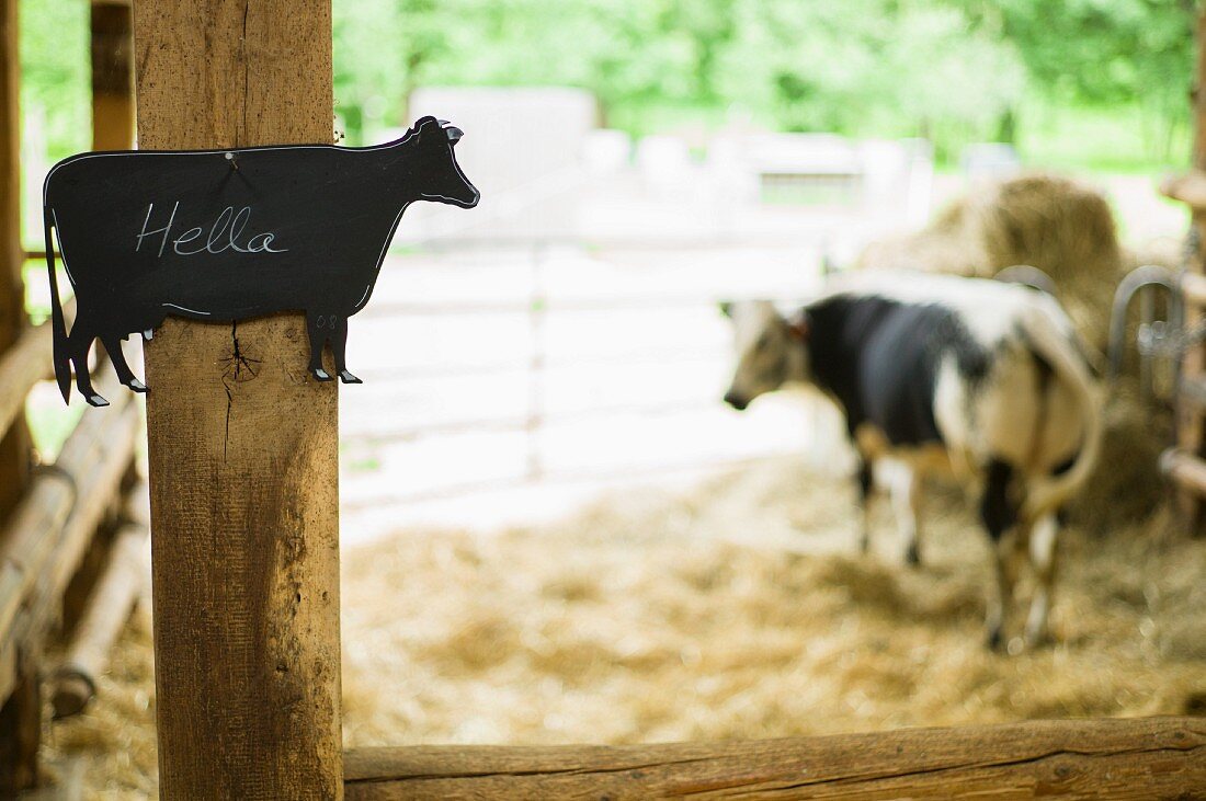 Kühe im Stall, Maison du Munster, Gunsbach, Munstertal, Elsass