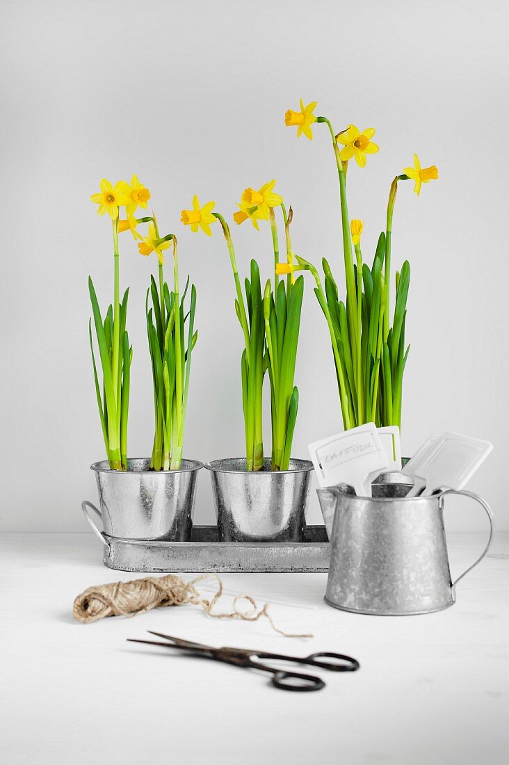 Spring narcissus in metal pots next to scissors and reel of string