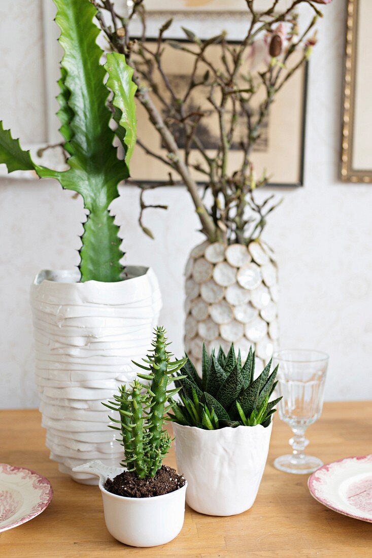 Cacti in various white ceramic pot on table
