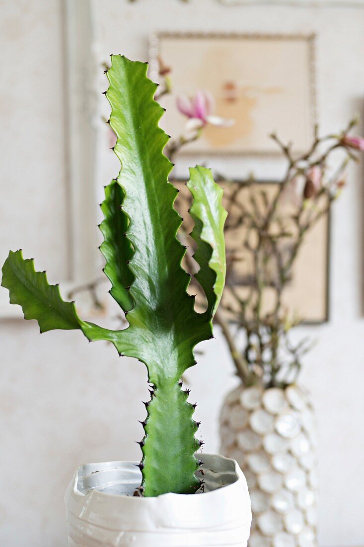 Kaktus in weißem Keramiktopf