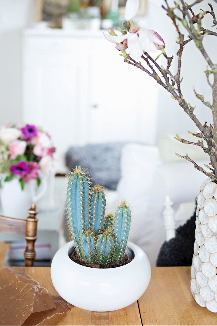 Kaktus in weisser Keramikschale neben Magnolienzweig in Vase