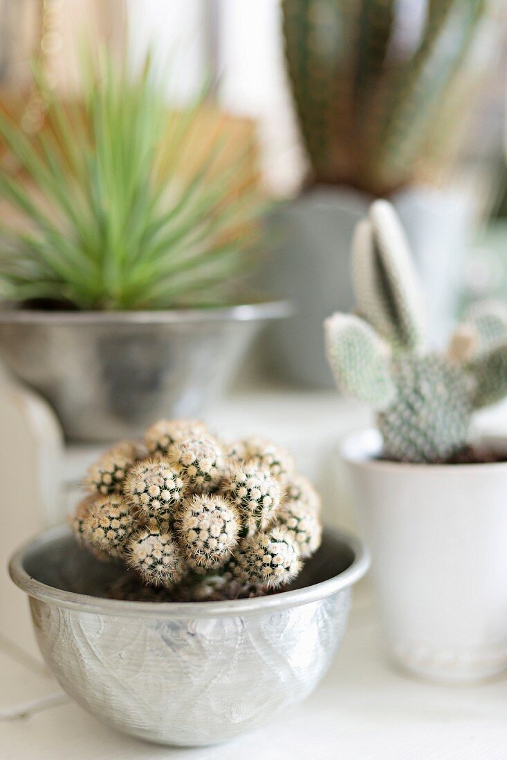 Cactus in silver bowl