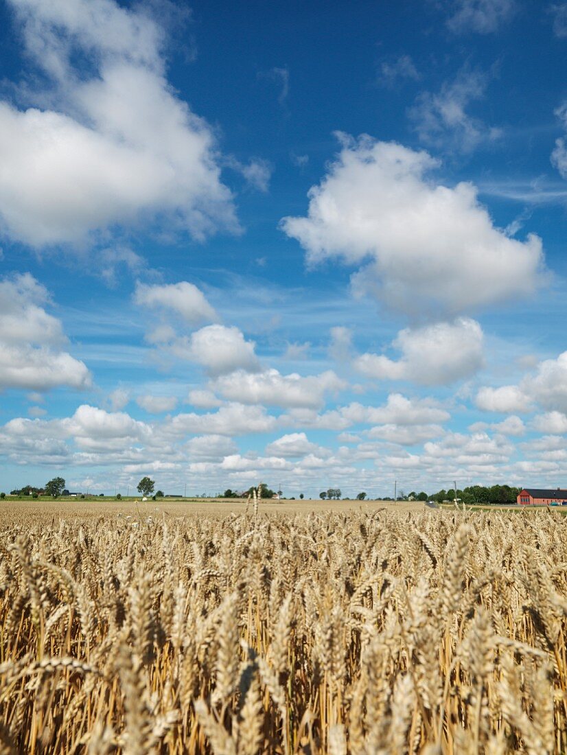 Blick über Getreidefeld in die Landschaft
