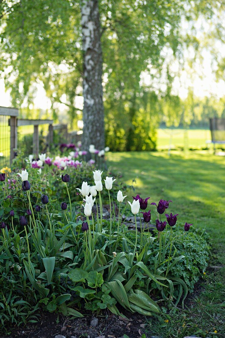 White and dark purple tulips ('White triumphator' and 'Königin der nacht') in sunny garden