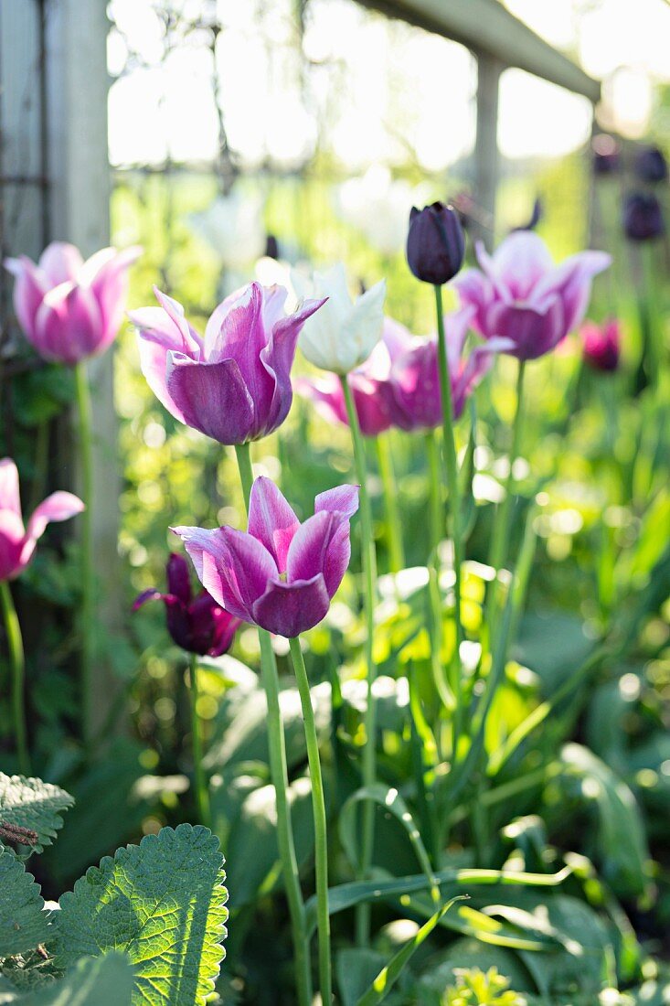 Violette Tulpen in sonnigem Garten