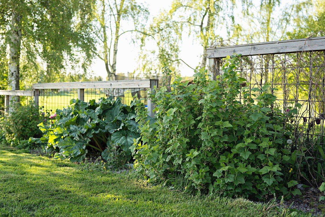 Johannisbeer- und Rhabarberpflanzen am Zaun mit Rankgitter