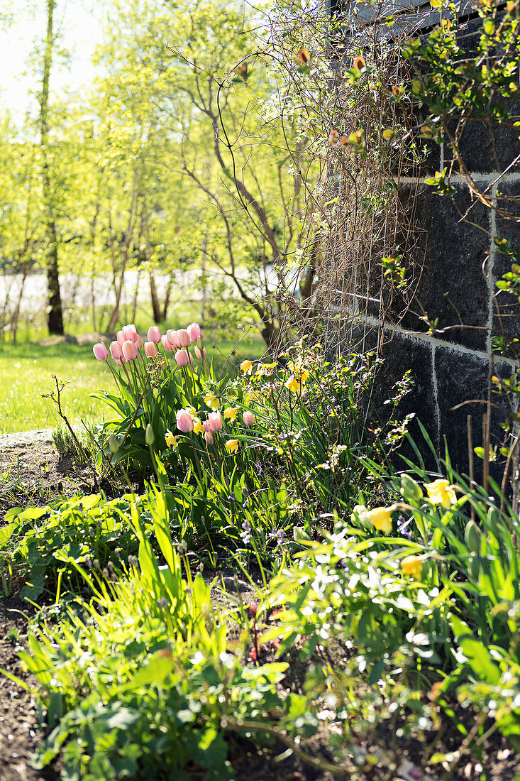 Flowering tulips in sunny garden