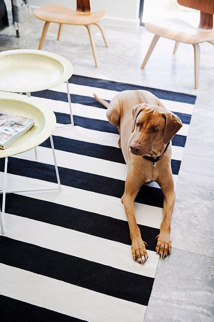 Dog and tray tables on black and white striped rug with replicas of classic chairs in background