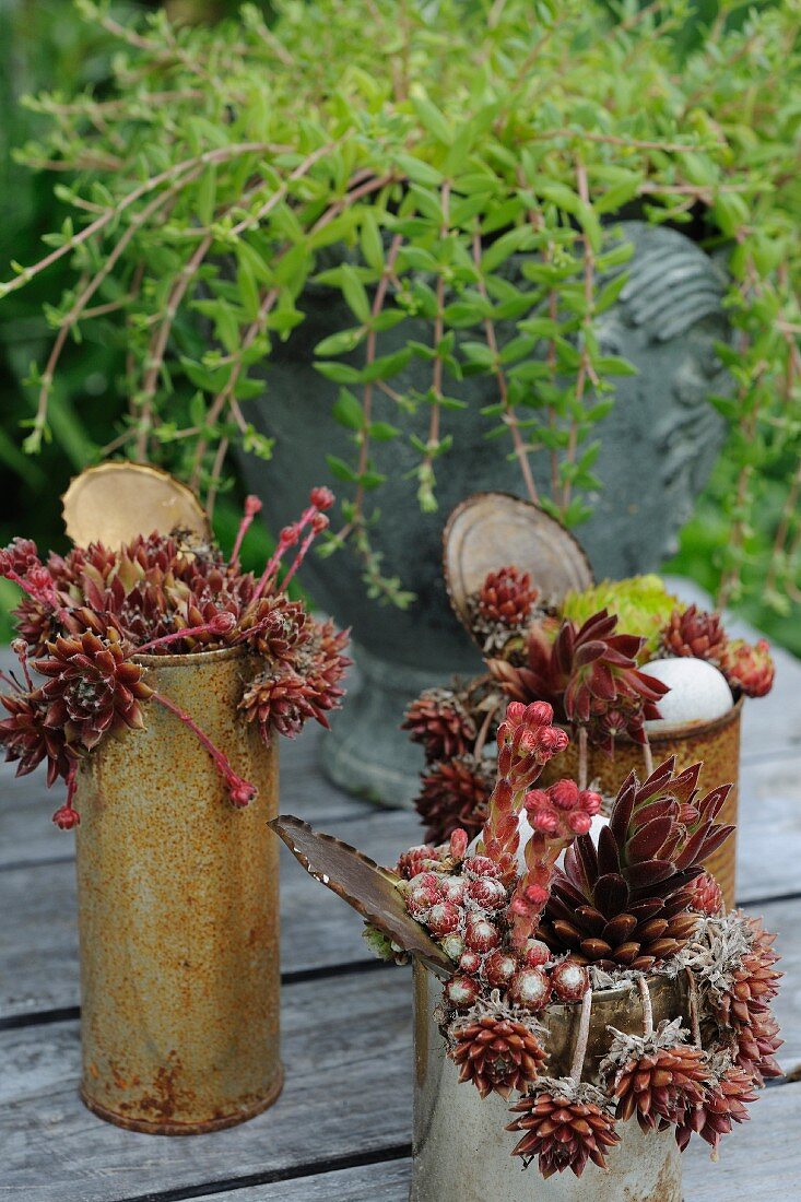 Rotbraun verfärbte Sempervivum eingepflanzt in rostigen Konservendosen, auf Gartentisch im Freien