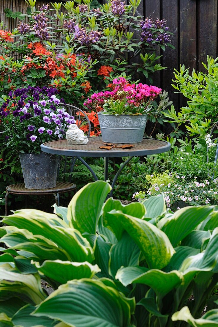 Funkie vor Gartentisch und Stuhl, darauf Blumentöpfen in blühendem Garten