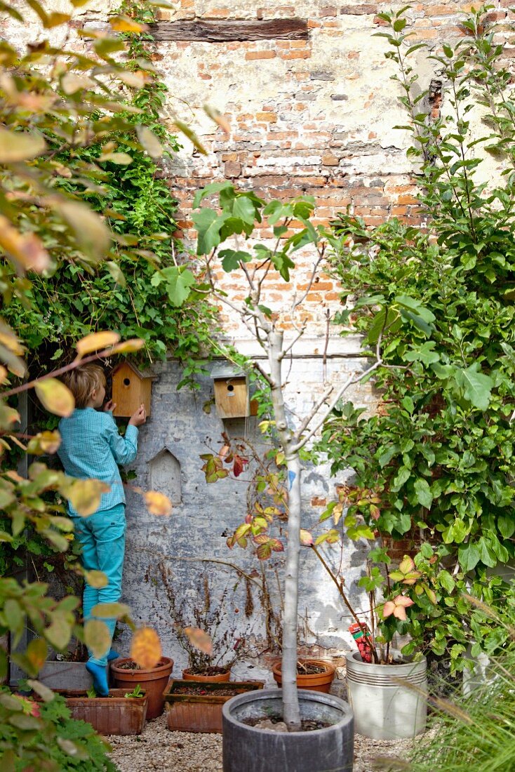 Junge beim Aufhängen von Vogelhäuschen an alter, berankter Backsteinfassade