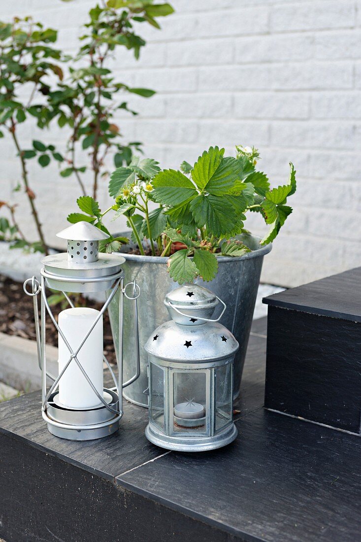 Various aluminium lanterns and strawberry plant in zinc bucket on steps outdoors