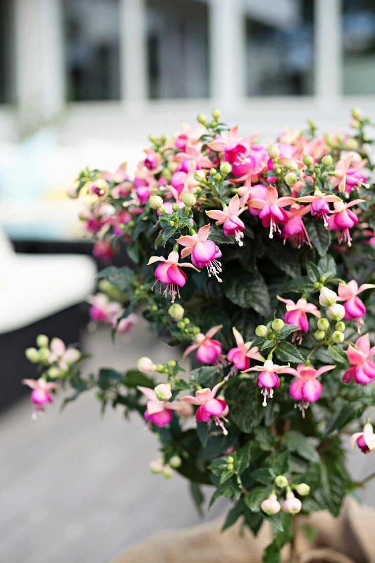 Blühende Fuchsia im Blumentopf