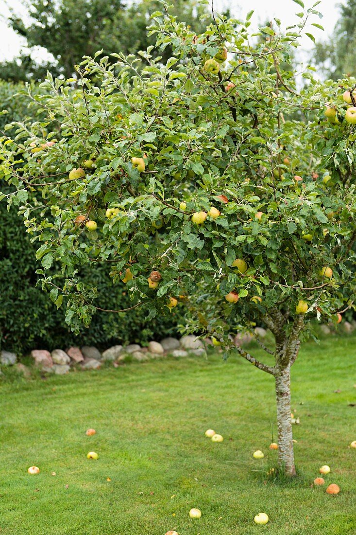 Apfelbaum im Garten – Bild kaufen – 11352905 living4media