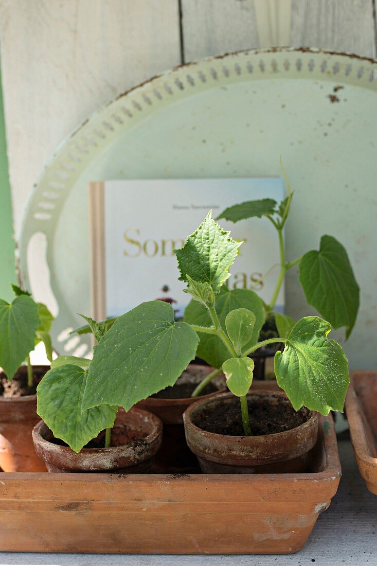 Cucumber seedlings in terracotta pots in front of vintage tray