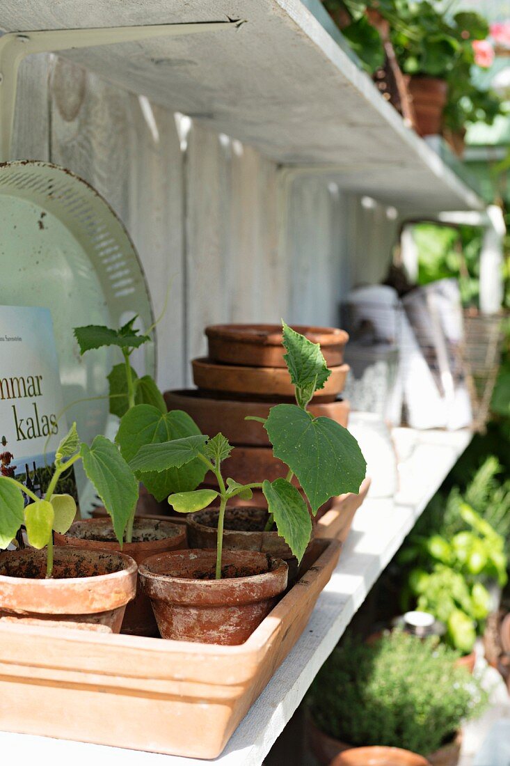 Potted cucumber seedling on greenhouse shelf
