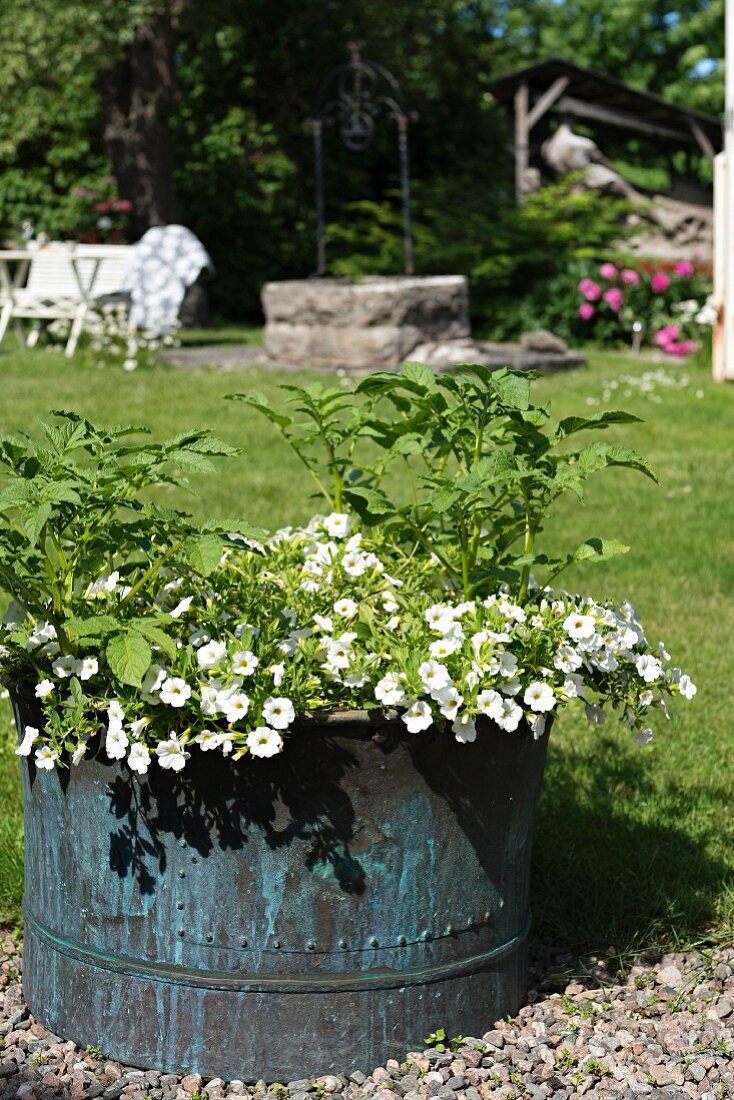 Rustikaler Metallbehälter mit Petunien und Kartoffelpflanze in sonnenbeschienenem Garten