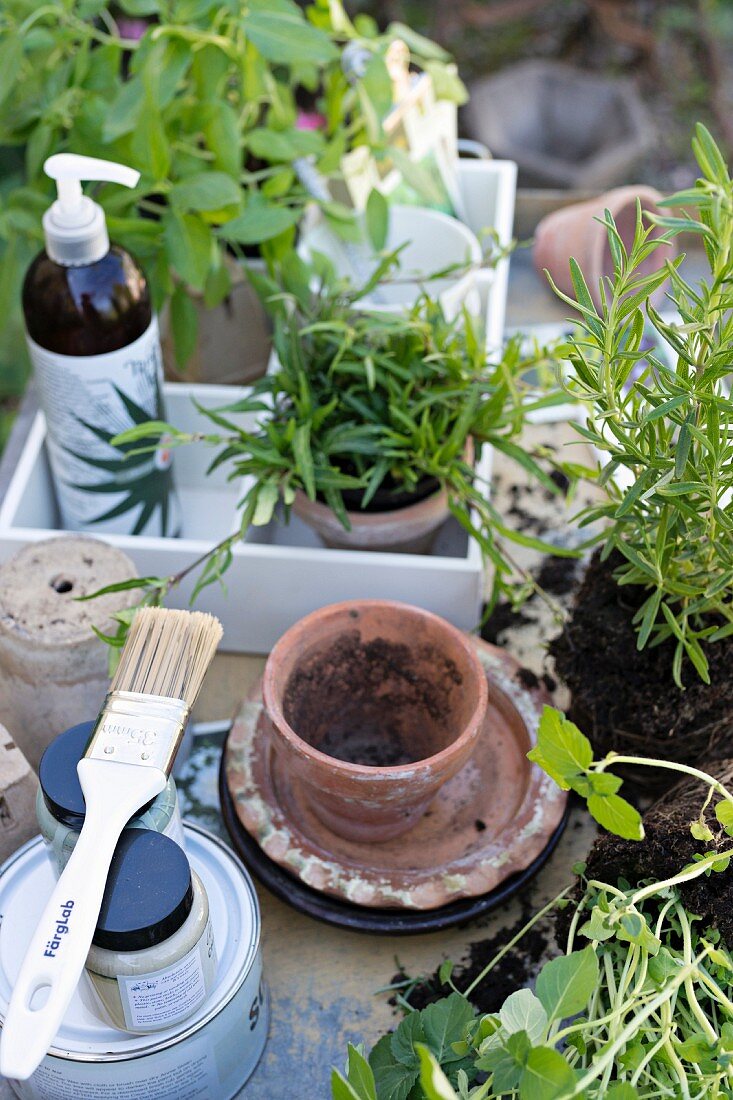 Plant pots and potted herbs in white-painted crate