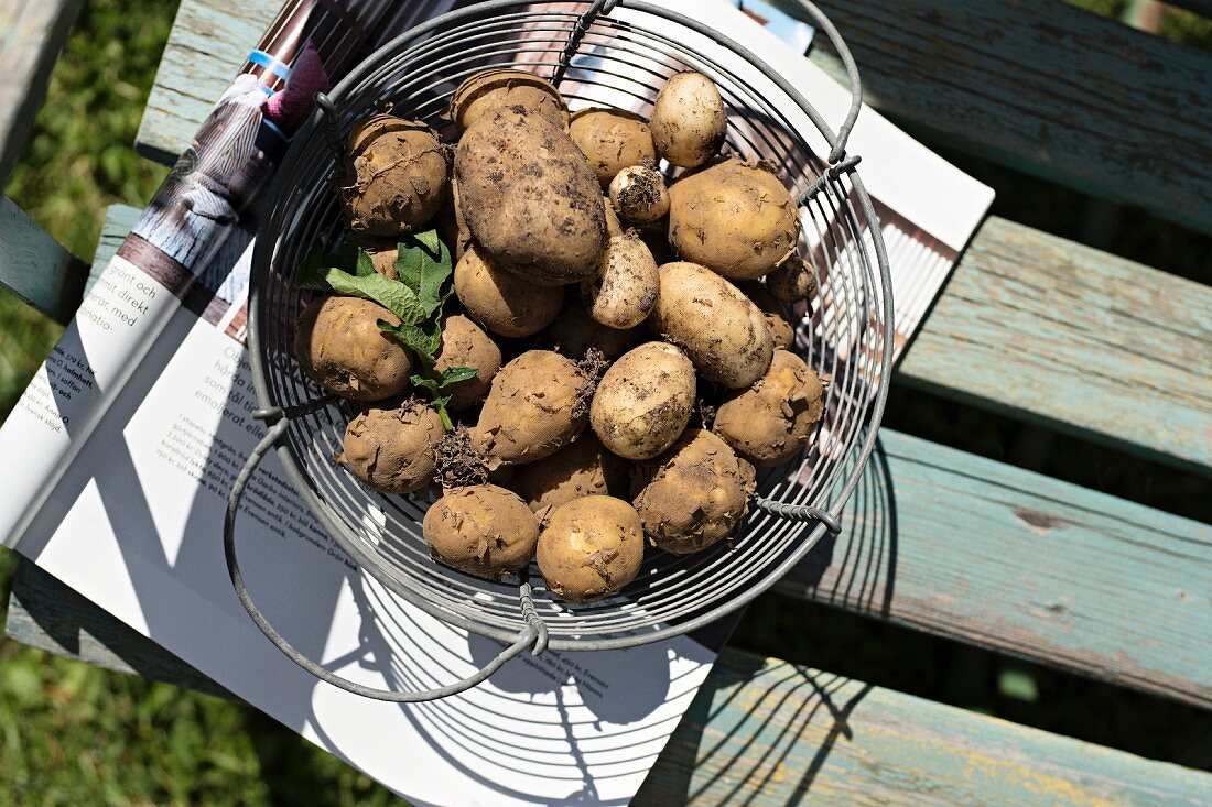 Harvested potatoes in wire basket