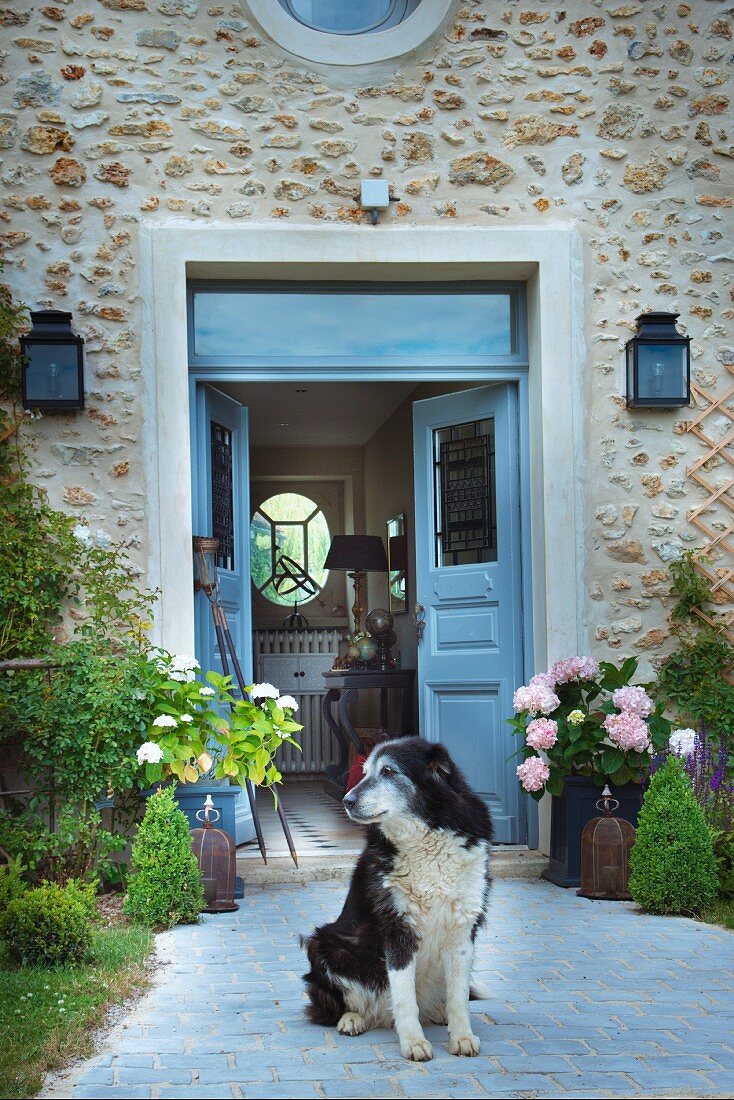 Hund auf gepflastertem Weg vor Natursteinhaus mit offener graublauer Haustür