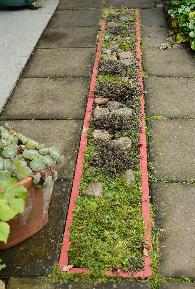 Bed of stones and mosses with pink edge in paved path
