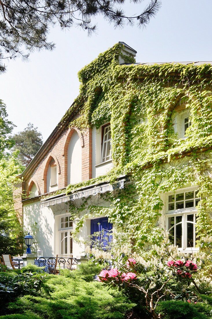 Blühender Busch in sommerlichem Garten eines traditionellen Wohnhauses mit berankter Fassade