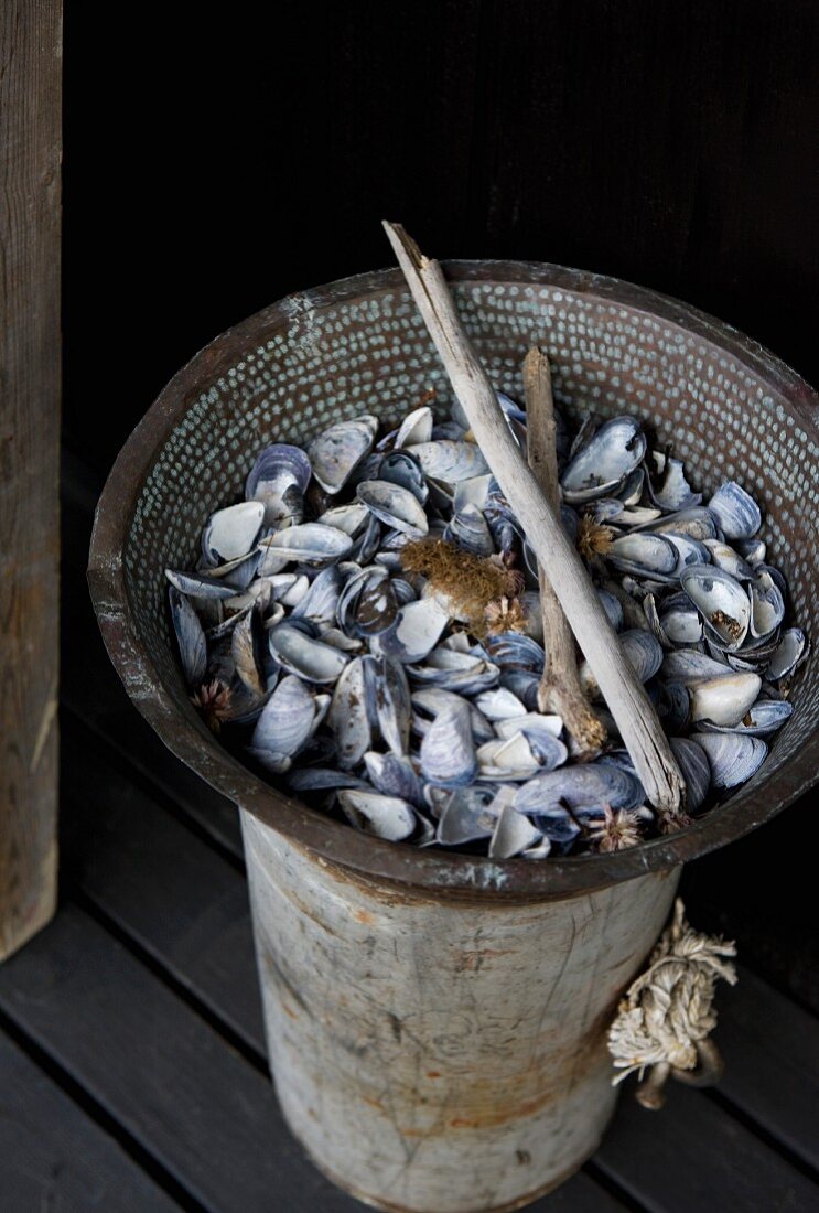 Muschelschalen und andere Fundstücke in einem Topf