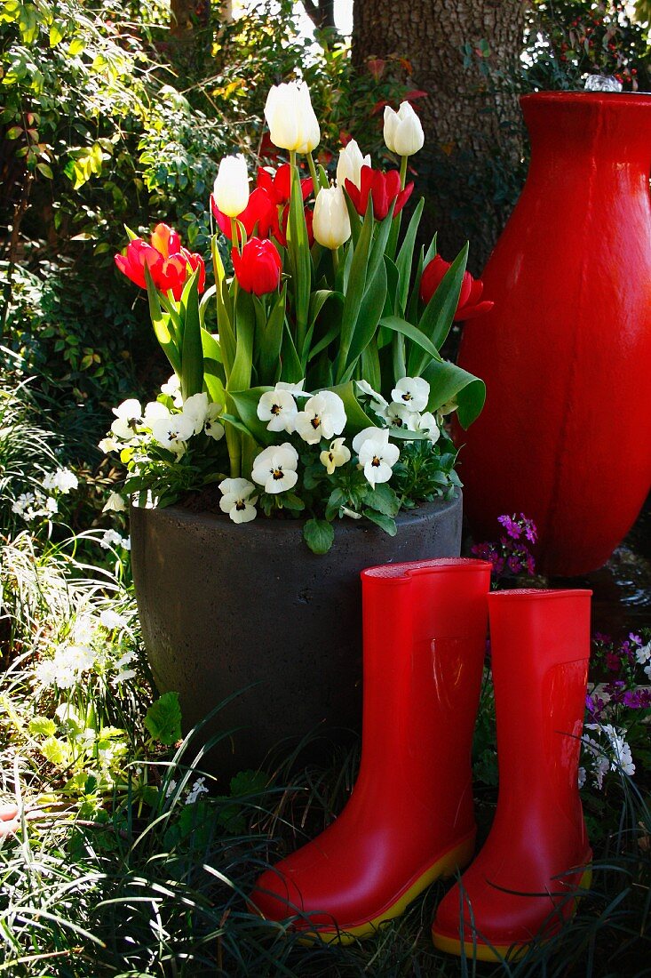 Rote Gummistiefel vor Pflanzgefäss mit weissen & roten Tulpen sowie weissen Viola im Garten