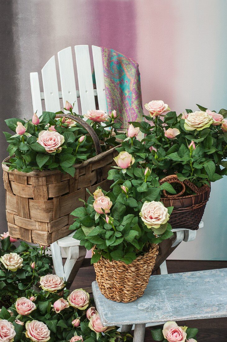 Potted roses in wicker planters on a stool and on a bench