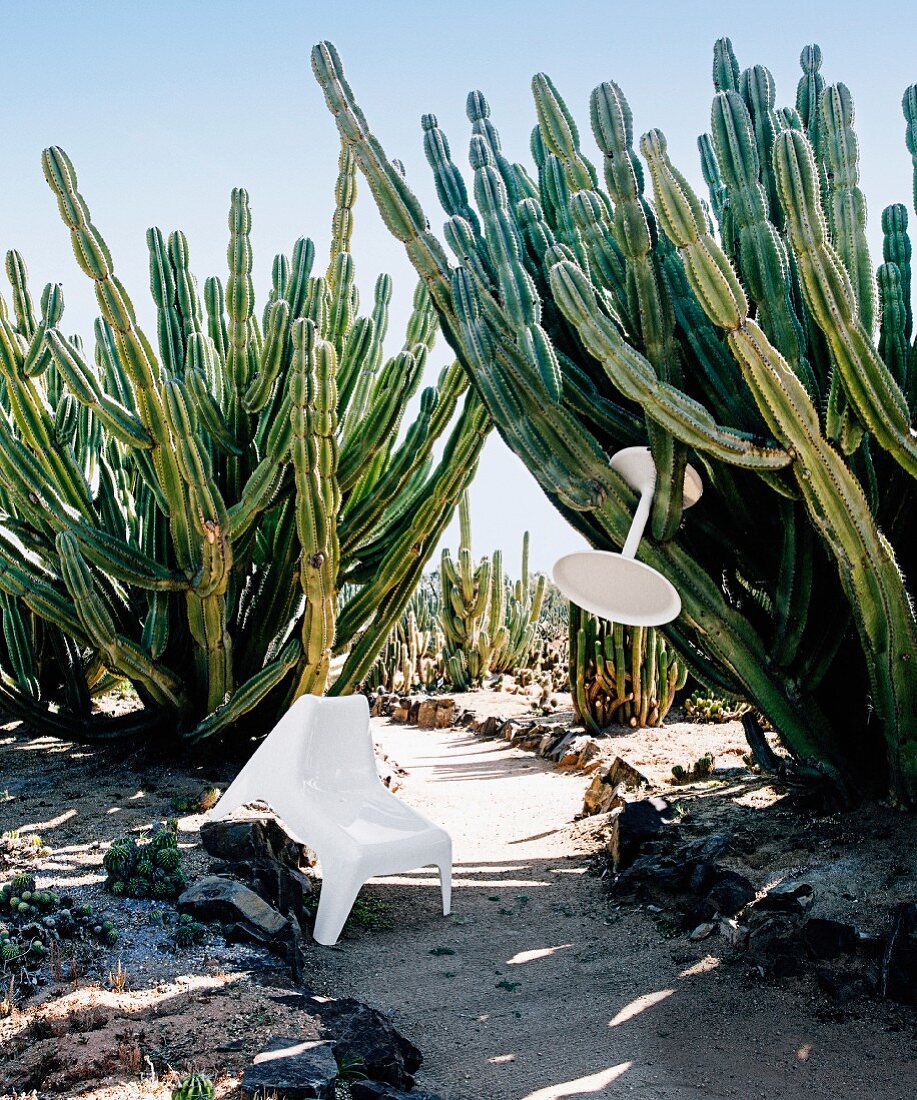 White modern plastic garden furniture in landscape full of cacti