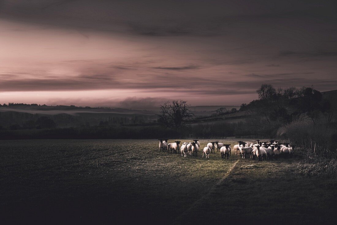 Sheep in dramatic twilight atmosphere, Gloucestershire, England, UK