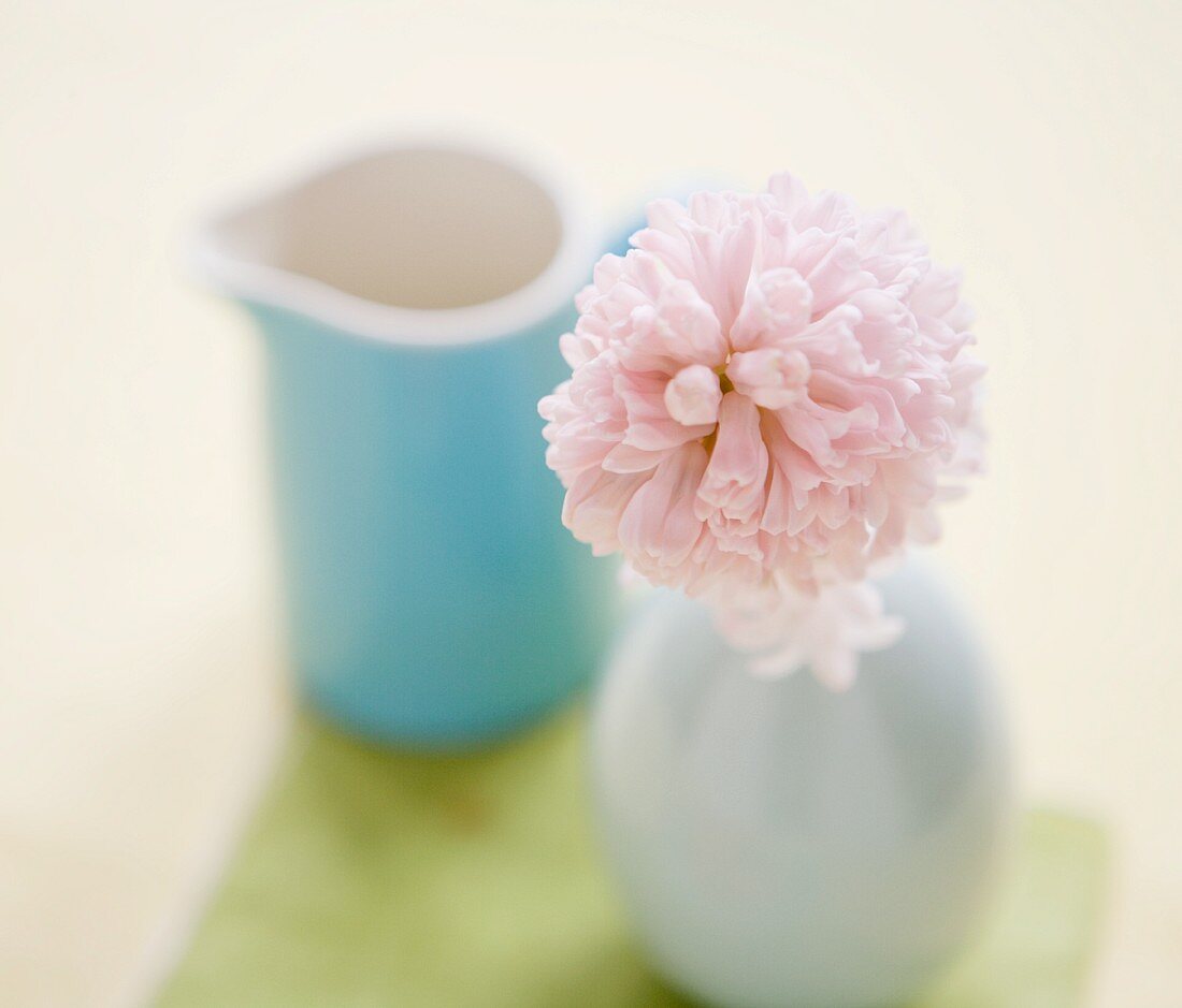 Pink flower in vase (close-up)
