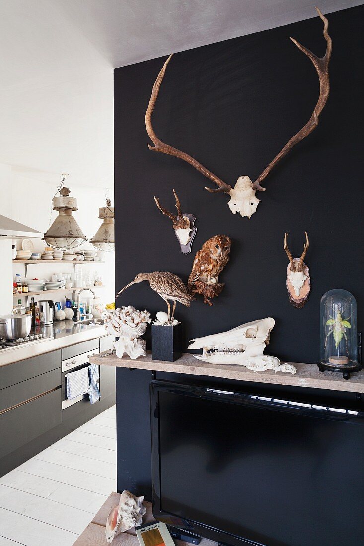 Schwarz getönte Wand mit teilweise aufgehängten Tiertrophäen und ausgestopften Vögeln, seitlich raumhoher Durchgang mit Blick in die Küche