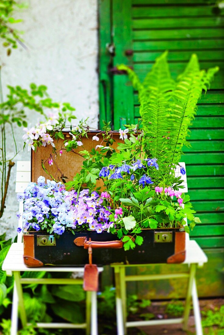 Bepflanzter Koffer mit Sommerblumen und Farn