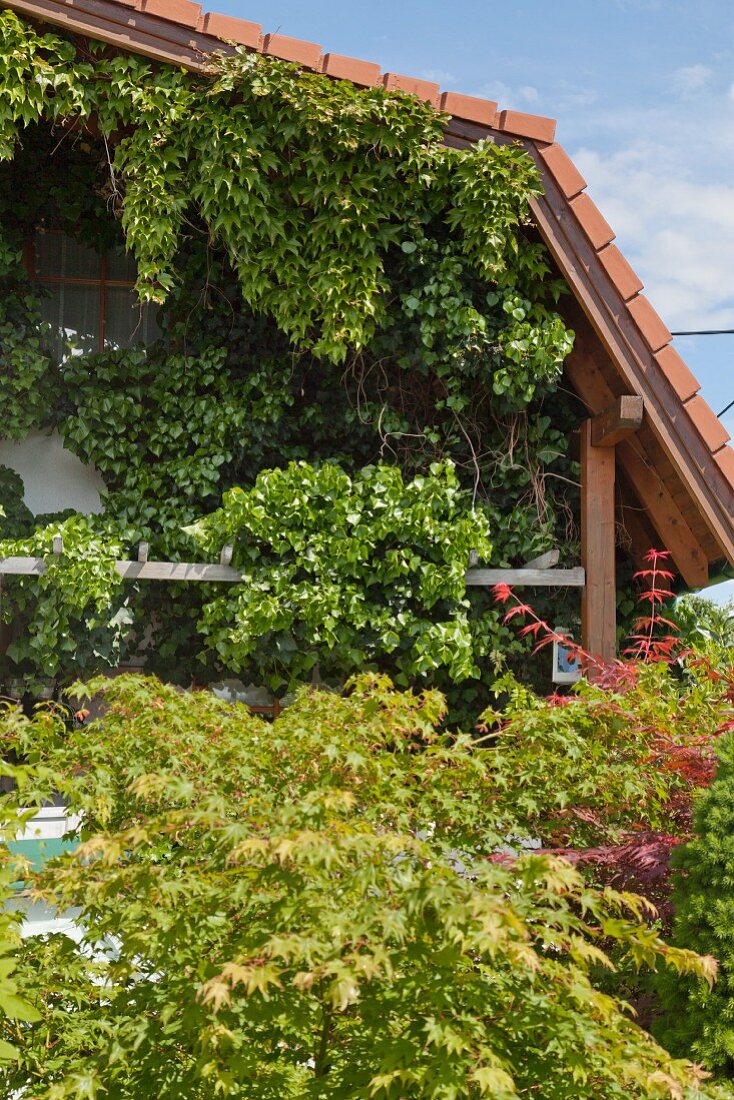 Climber-covered façade behind maple trees