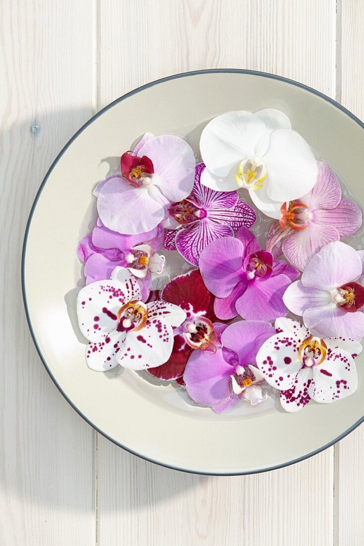 Moth orchid flowers in bowl of water