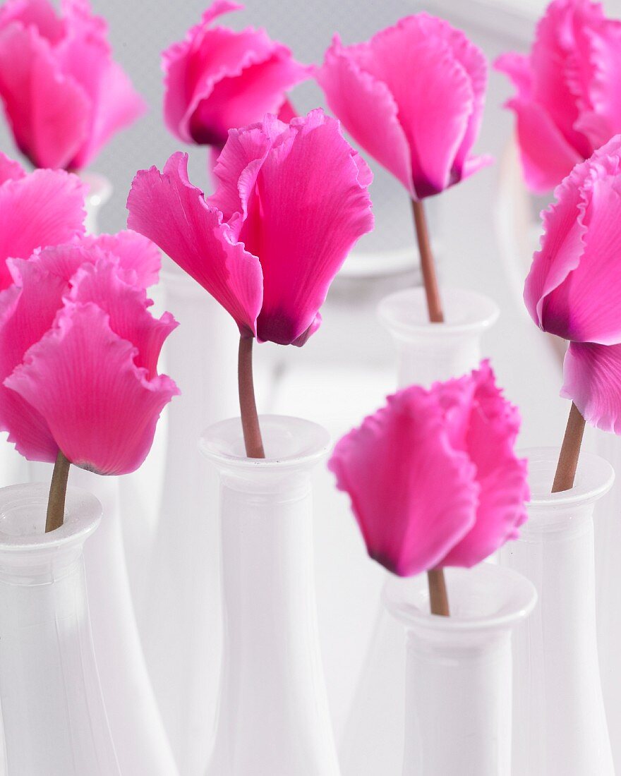 Pinkfarbene Alpenveilchenblüten der Sorte Cyclamen Nicolette in weissen Väschen